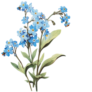 Alaska state flower - Forget-Me-Not