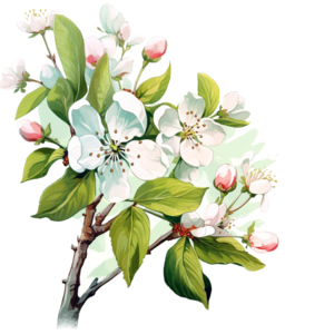 Apple Blossom