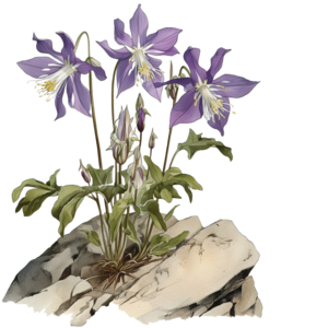 Colorado state flower - Rocky Mountain Columbine