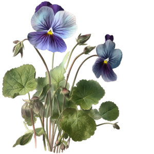 Illinois state flower - Violet