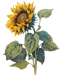 Kansas state flower - Sunflower