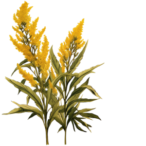 Kentucky state flower - Goldenrod