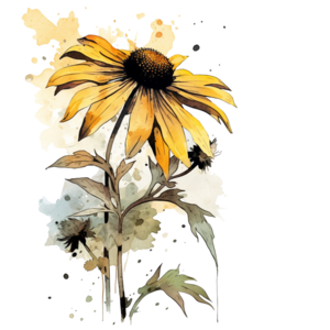Maryland state flower - Black-eyed Susan