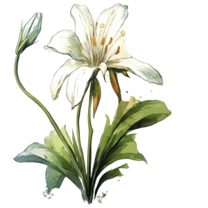 Montana state flower - Bitterroot