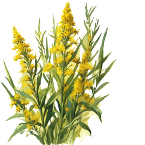 Nebraska state flower - Goldenrod