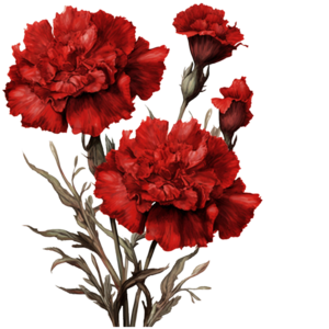 Ohio state flower - Scarlet Carnation