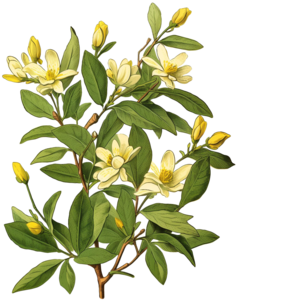 Yellow Jessamine