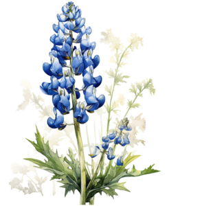 Texas state flower - Bluebonnet
