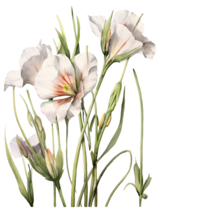 Utah state flower - Sego Lily