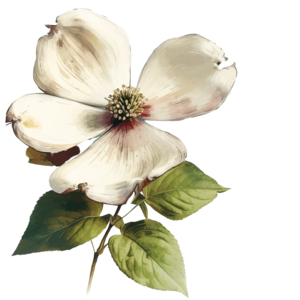 Virginia state flower - Dogwood